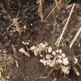 Kako posaditi artičoku u jesen